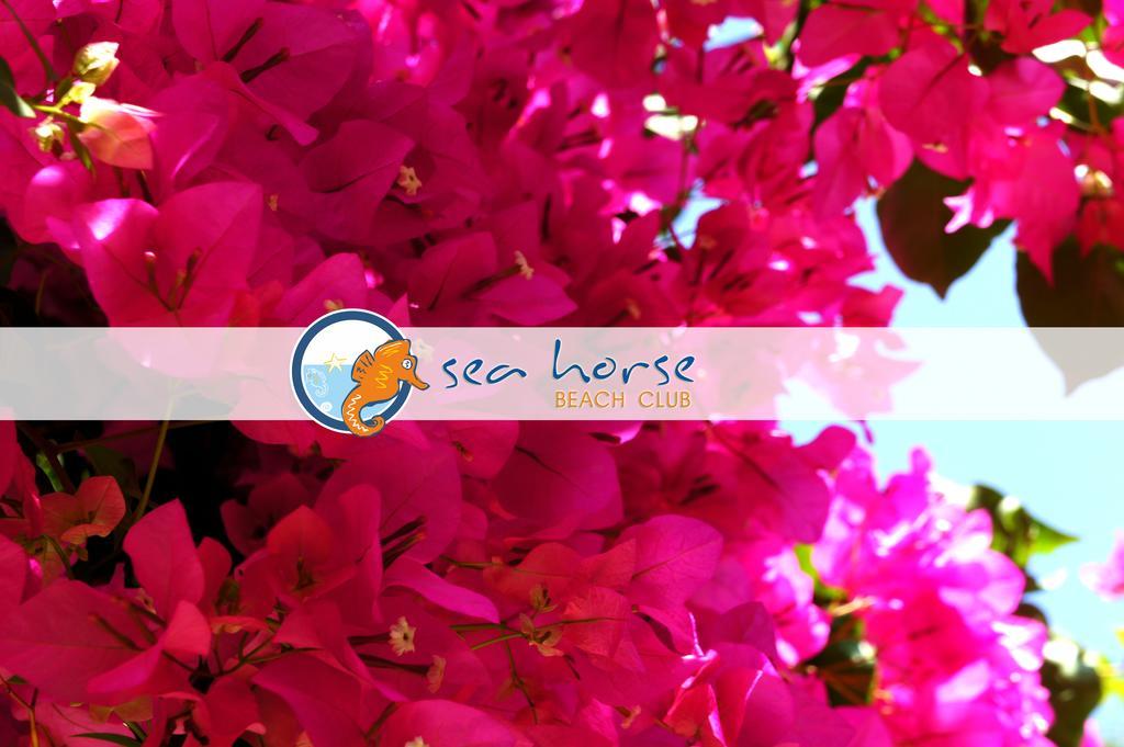 S3 Seahorse Beach Club Oludeniz Exterior photo